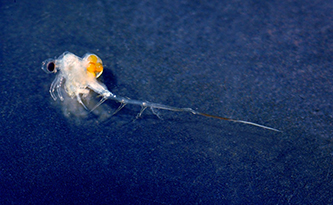 Uploaded Image: /uploads/Invasives Blog/Spiny-Waterflea_small.jpg